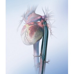 BALÃO INTRA-AÓRTICO Terapia de Contra Pulsação