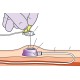 Célula de O2